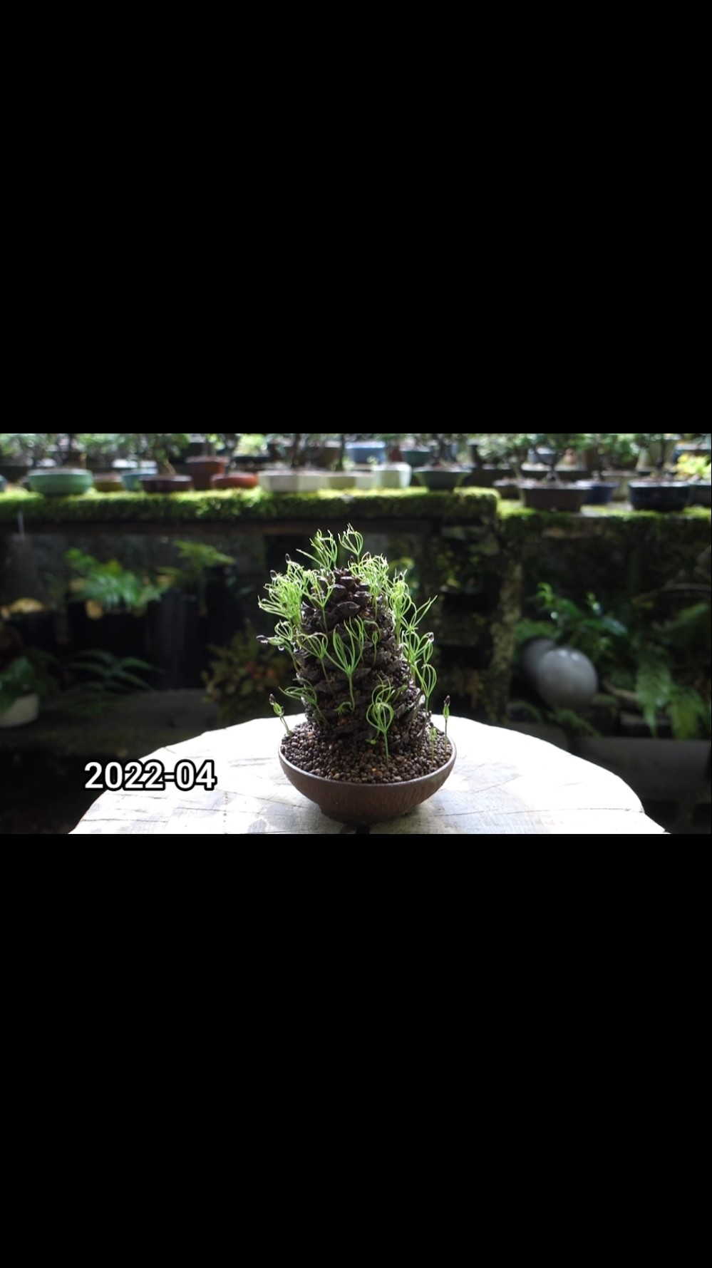 松ぼっくりの春夏秋冬 - YouTube
