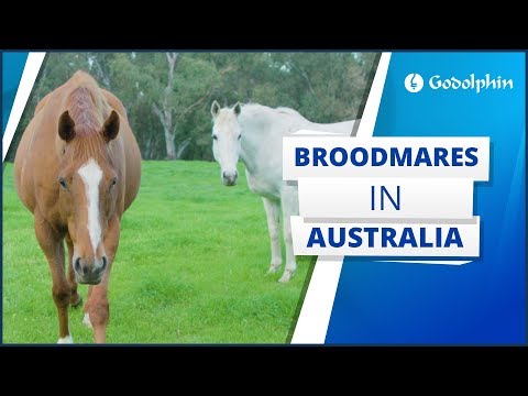 A year in the life of our broodmares, how they create our champions on the racetrack