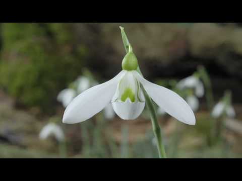 Video: Snowdrop (flower): description, photo