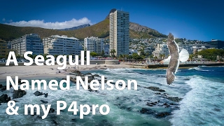 Phantom 4 Pro & a Seagull Named Nelson
