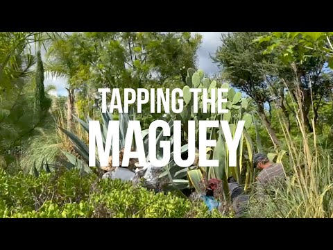 Tapping the Maguey - San Miguel de Allende