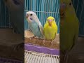 #talkingparot #parrot #blackfacebudgie #lovebird #birds #cute #lovebirdsfarming #pets #cockatiel