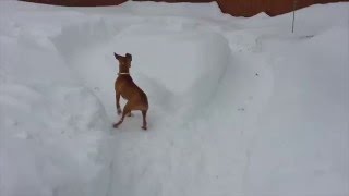 Smart Dog Tricks Boxer into Exercising