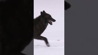 Can this wolf pack hunt down a lone elk? #wolf #wolves #animals