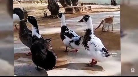 DUCKS QUACKING ON RIVER IN THE FOREST 
