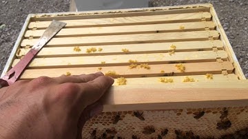 Brood Patterns
