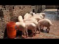 होटल वेस्ट पर सूअर पालन | pig farming on hotel waste ~ Tech Guru Kagra