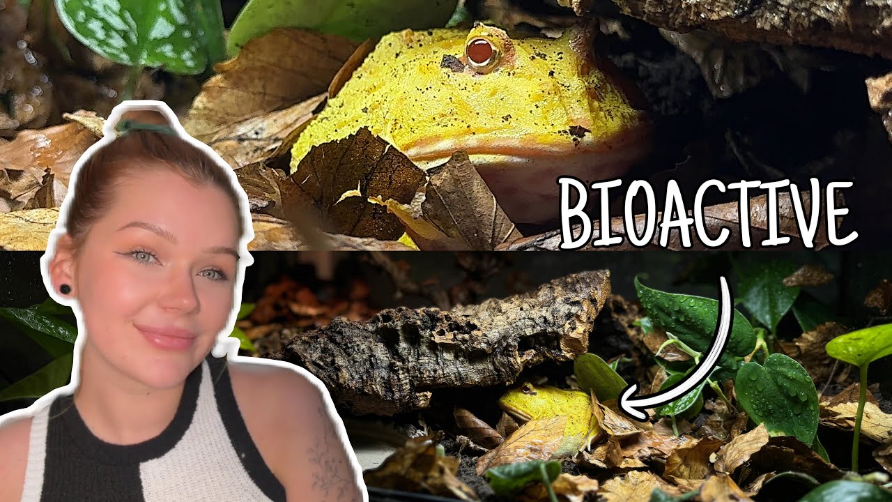 Биоактивный корпус PACMAN FROG...