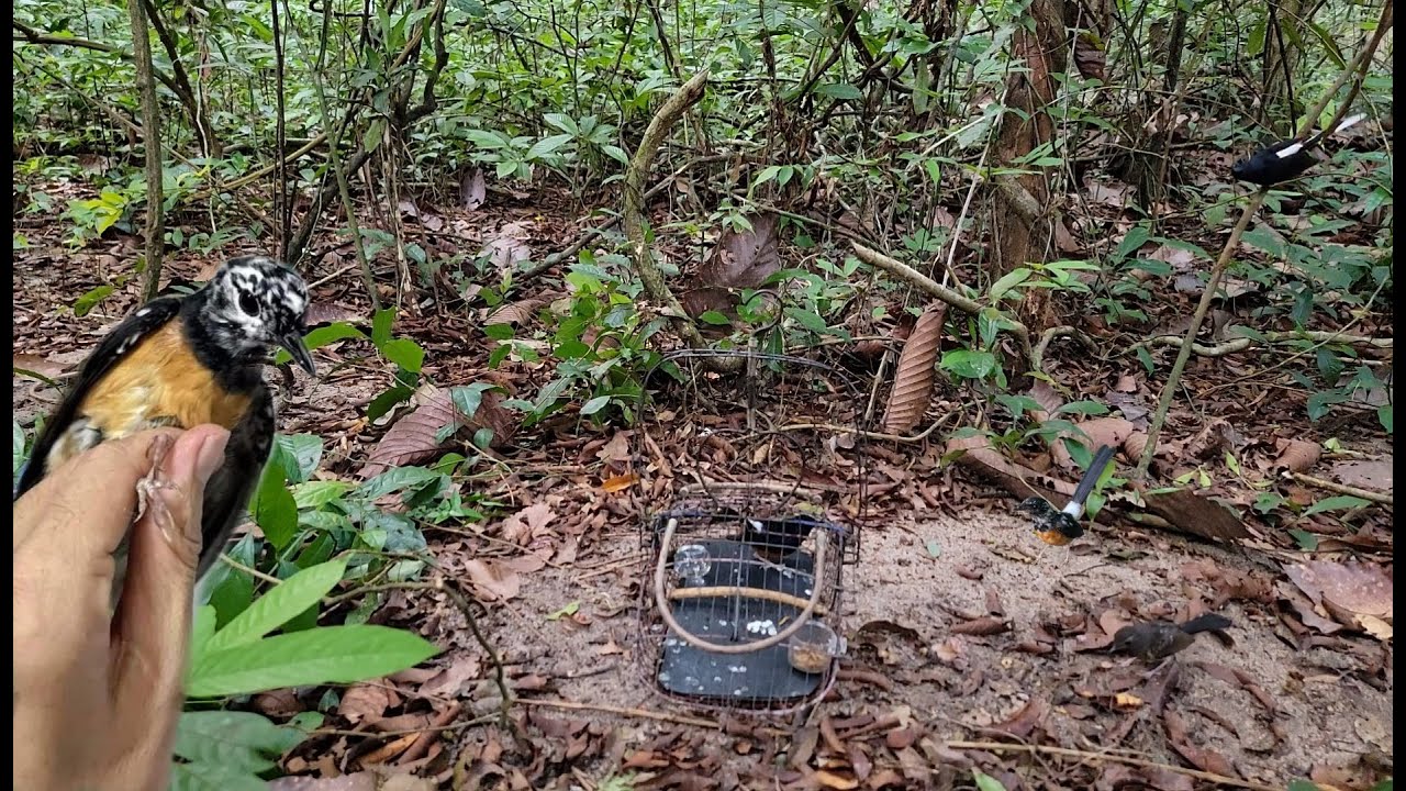 Bẫy chòe lửa KÉO THUỐC LÀO bắn AK