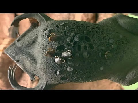 Лягушата живут в её СПИНЕ! Суринамская пипа.