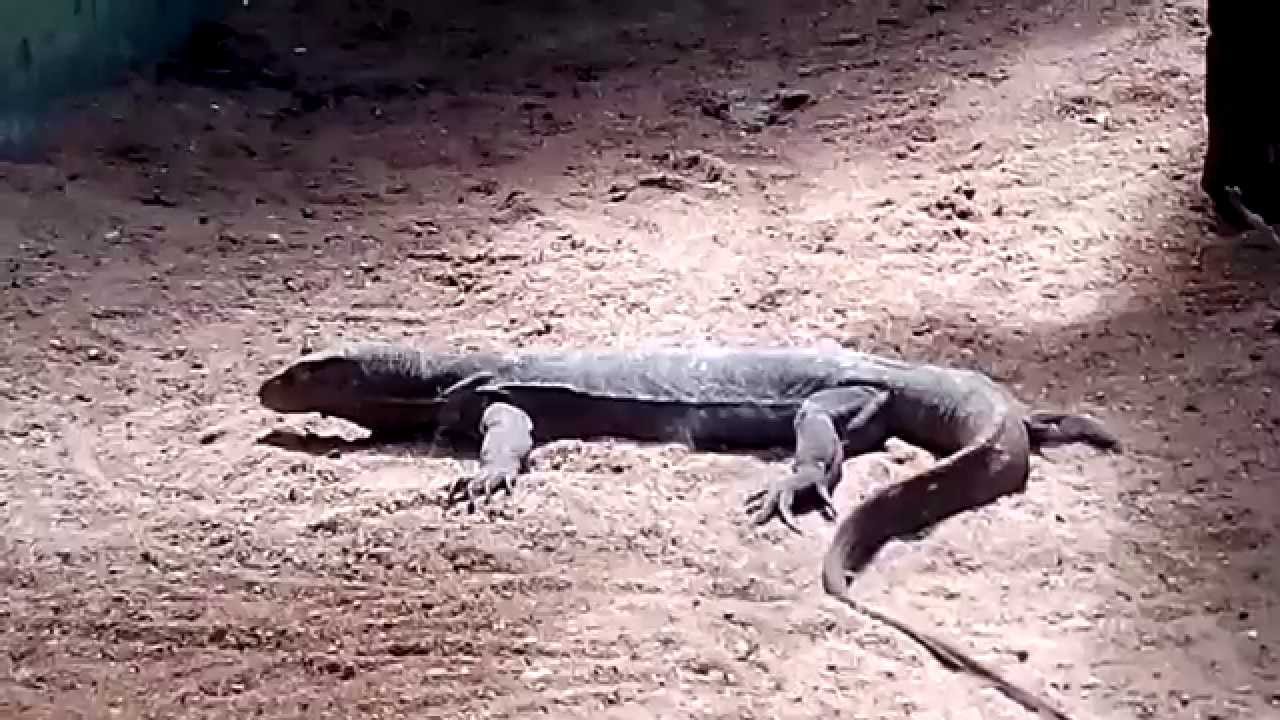 Rare Indian Monitor Lizard Endangered Monitor Lizard Lizard Fight Rare Indian Monitor Lizard Endangered Monitor Lizard Lizard Fight