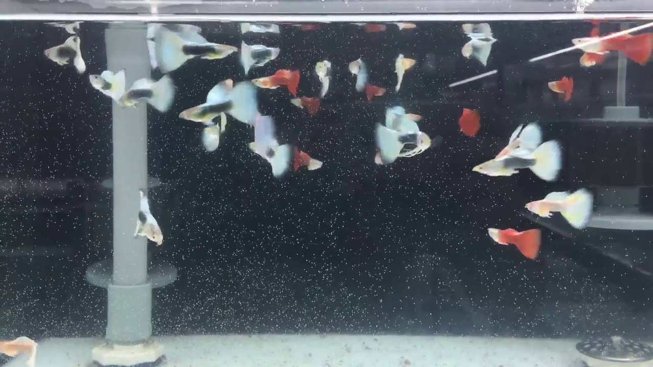 Guppy 孔雀魚坊 種魚育成缸 Youtube