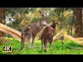 Wild kangaroos in the woods #2 | Australian Wildlife 4K