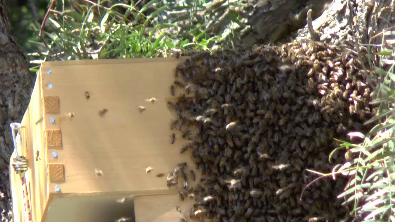 urban vegan kitchen Honey Bee Swarm