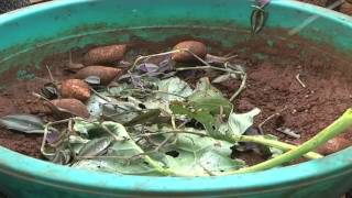 Kenyan entrepreneur ventures into snail farming