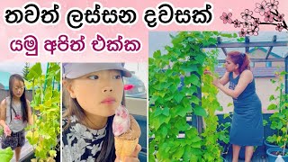 තවත් දවසක් | Life in japan | මෙ විඩියෝ එක කරන දවසෙ තමයි අම්මා ගියේ අපිව දාලා