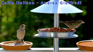 Video thumbnail of "Caffe Italiano   Andrea Giuffredi"