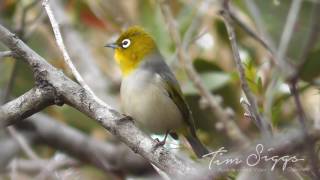 Silvereye singing ( Zosterops lateralis ) HD Video Clip 1/1 Tim Siggs ABVC