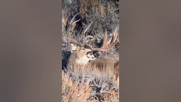 GIANT MULE DEER.….The KING of the Mountain #shorts #shortsvideo #idaho #animals
