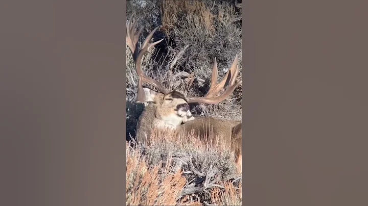 GIANT MULE DEER.….The KING of the Mountain #shorts #shortsvideo #idaho #animals
