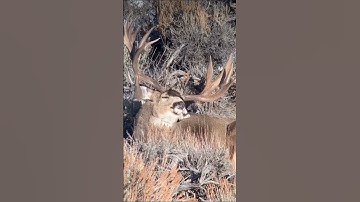 GIANT MULE DEER.….The KING of the Mountain #shorts #shortsvideo #idaho #animals
