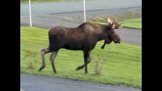 Moose On Our Property This Morning