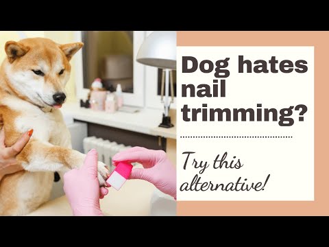 Dog Grooming Kingston : Best Dog Groomers in Kingston, ON