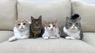 もち猫ページ② ぽて❤️ 猫が落ちてる❤️ もちもち地方はかなり秋めいてきまし