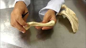 O que é uma clavícula?