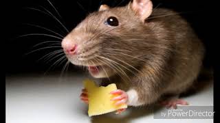 Bu ma lumotlarni bilasizmi HD