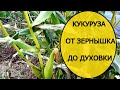 КУКУРУЗА: от Зернышка  до Духовки