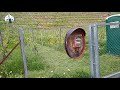 Как растёт    Виноград в Германии