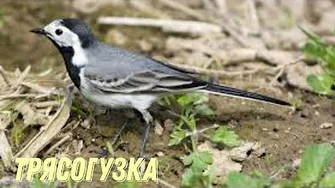 Интересные факты о трясогузке.