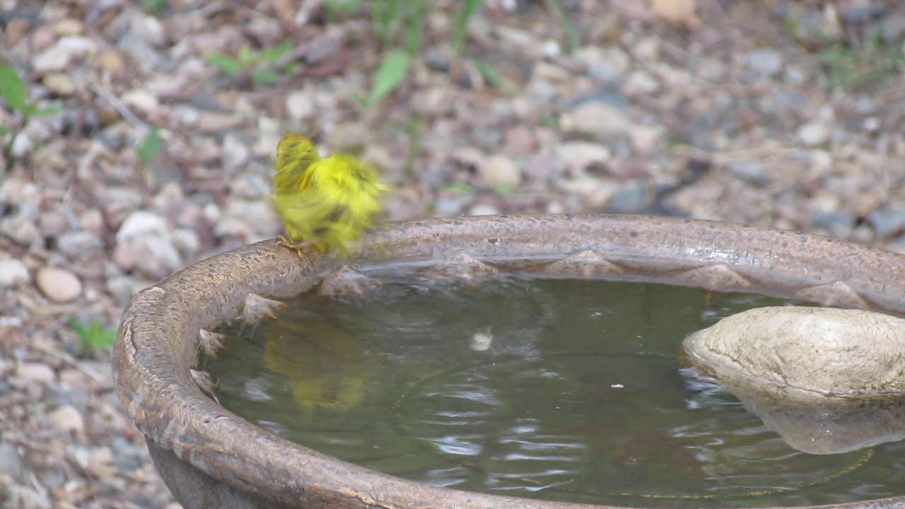 Yellow Warbler at the bird bath May 26 2020 SE of Silton SK Canada
