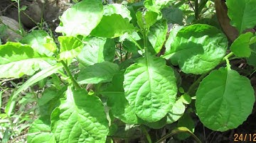 Hướng dẫn cách chế biến rau cải trời chữa dứt điểm bướu cổ, kể cả bướu độc của em nè mọi người