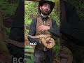 Suriname Boa Reptilejunction Boa Snakes Apachejunction 