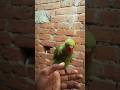 The Unbelievable Story of Star Gill, the Baby Parrot Who Became a Fashion Icon🦜#RIP #parrot #birds