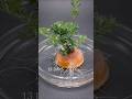 Carrot in water