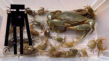 Kem Ốc chanel ra đồng bắt cua, cá, ốc sên, kiếm Minecraft tiêu diệt quái vật Enderman cứu con bò, gà