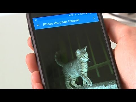 Petsfinder Une Application Pour Retrouver Son Chien Ou Son Chat Perdu Youtube