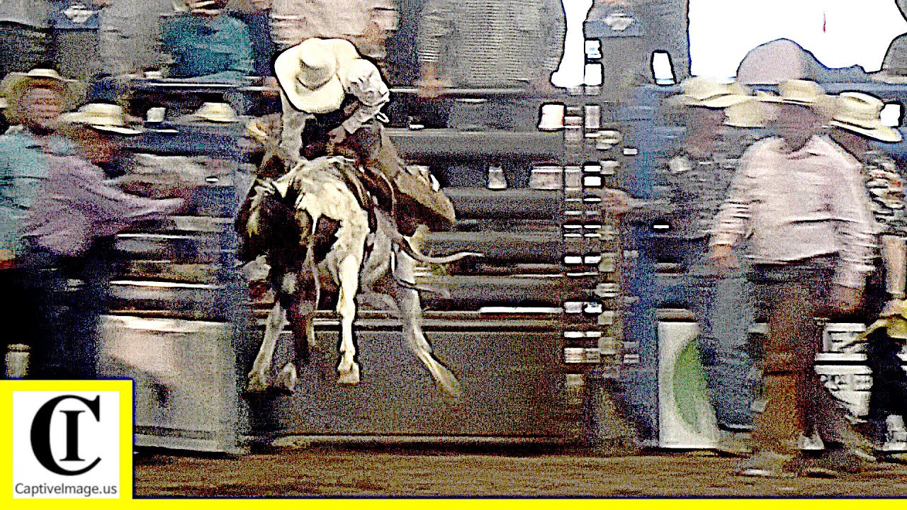 Mini Rodeo Bronc Miniature Bronc Riding - 2019 Motley Dickens Old Settlers Rodeo ...