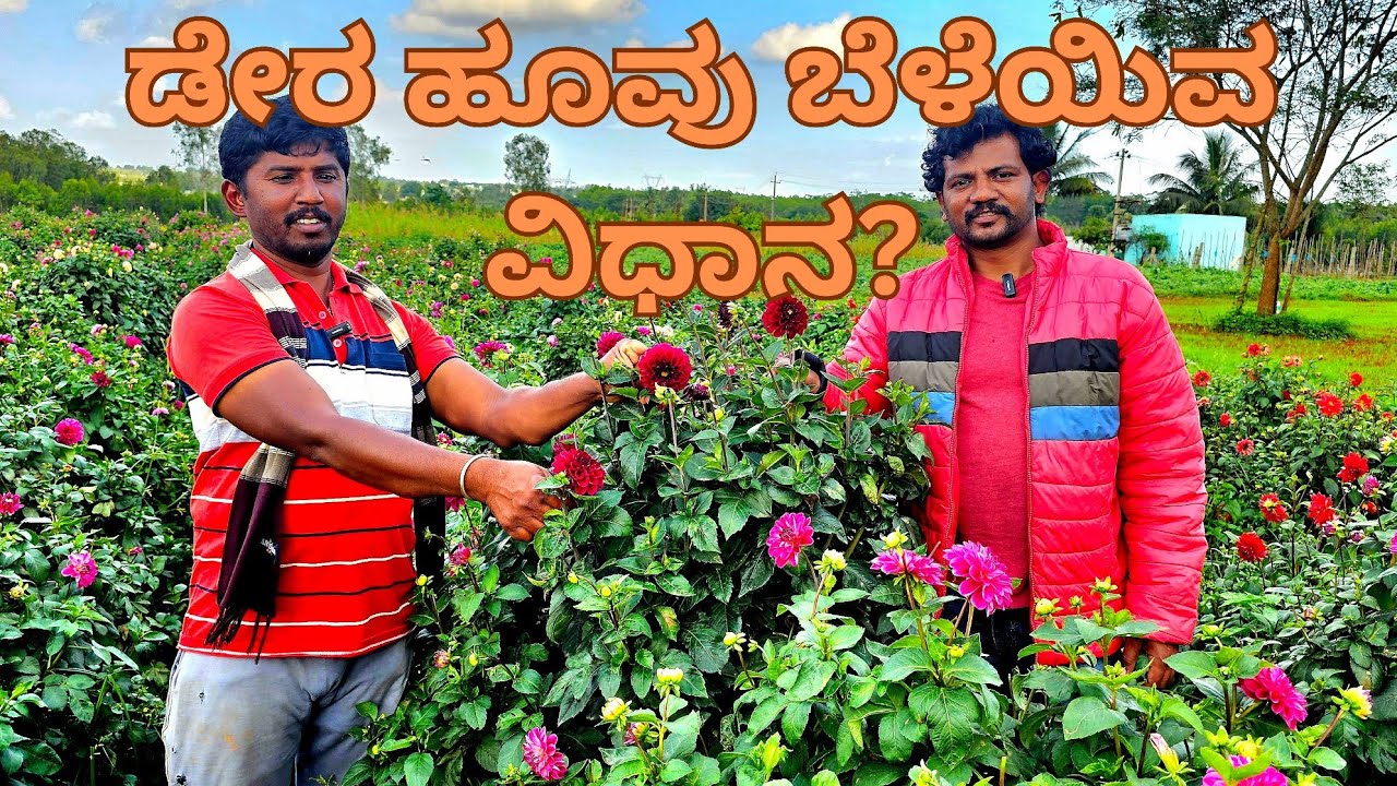 dahlia-flower-farming-in-kannada