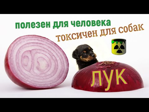 лук токсичен для собак,полезен для человека