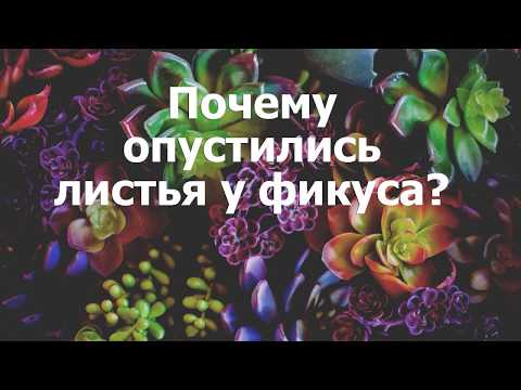 Почему опустились листья у фикуса?