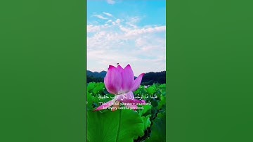 تلاوه طيبه للقارئ / احمد النفيس🌱#quran