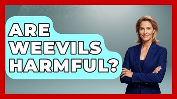 Are Weevils Harmful? - Insects and Invaders
