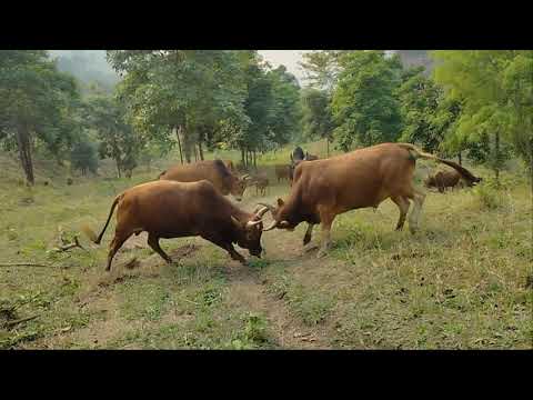 Video: Muag Nqaij Nyuj Nyob Hauv Ib Lub Lauj Kaub