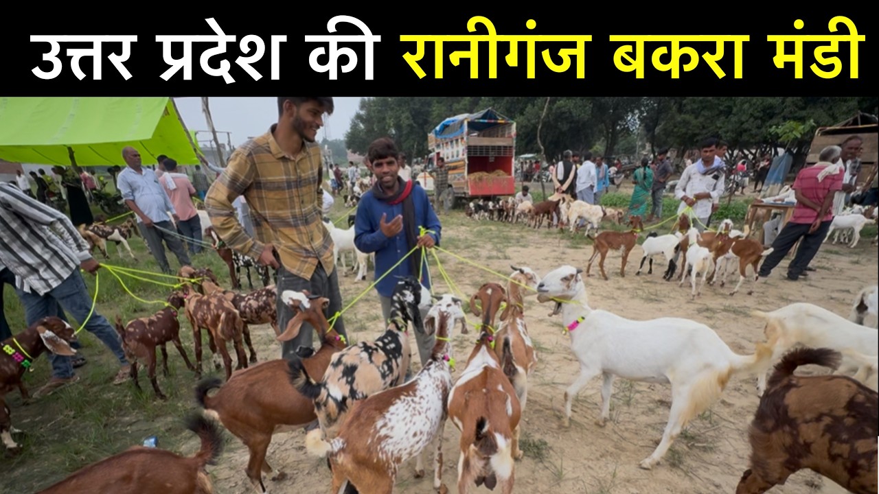 भारत की रानीगंज बकरा मंडी | पालने वाली बकरियाँ और बच्चे | Raniganj Bakra Mandi￼ India UP| Ziya Vlogs