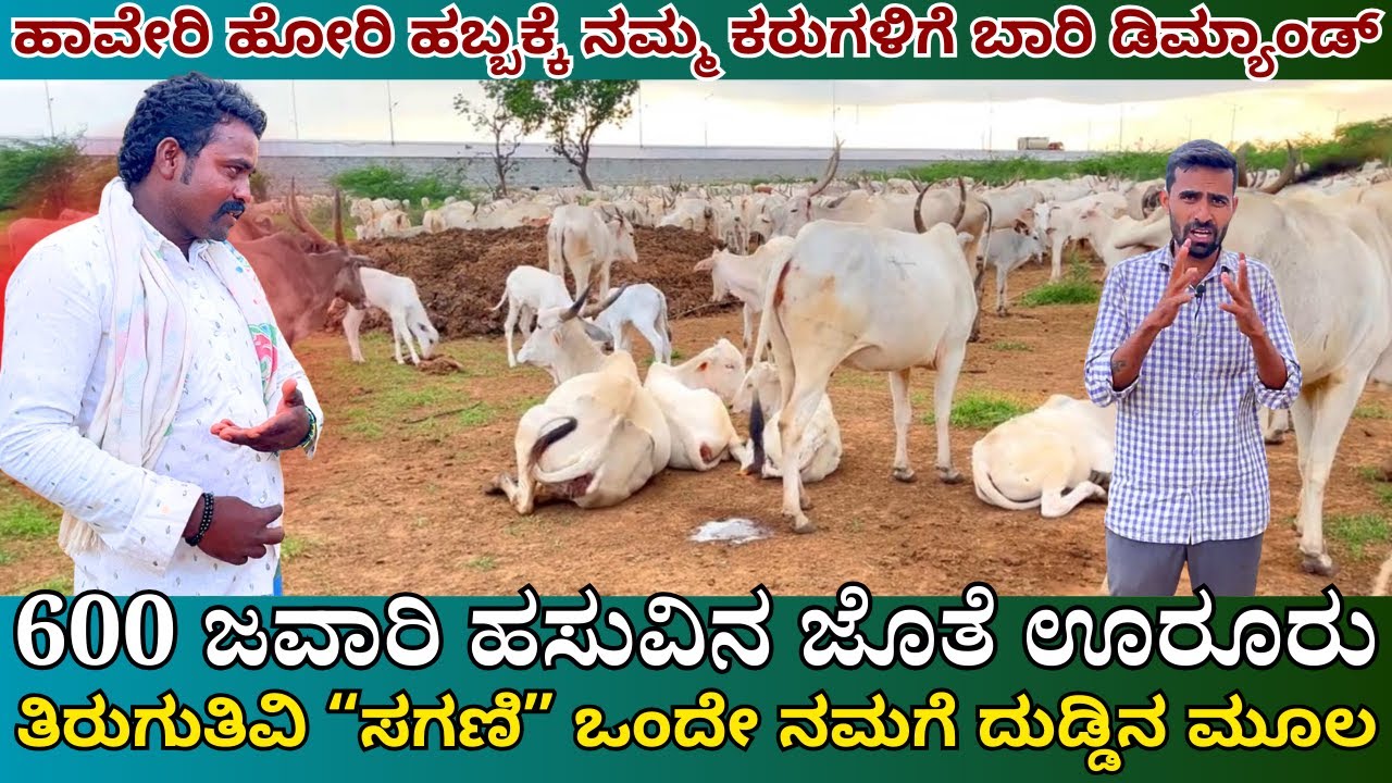 ಹಾವೇರಿ ಹೋರಿ ಹಬ್ಬಕ್ಕೆ ನಮ್ಮ ಕರುಗಳಿಗೆ ಬಾರಿ ಡಿಮ್ಯಾಂಡ್ |the life of a nomadic cattle herders