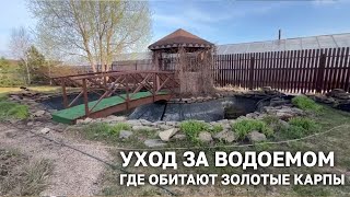 Уход за водоемом с золотыми карпами